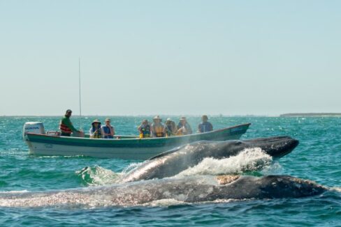 Baja's Whales: Witness Majestic Migrations in Baja California Sur